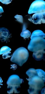 Serene blue jellyfish floating against a dark backdrop.