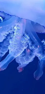 Beautiful blue jellyfish mobile wallpaper.