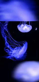 Luminous blue jellyfish float gracefully on a dark background.