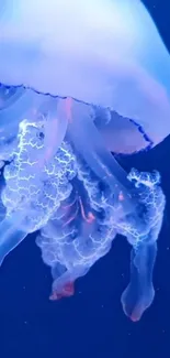 Electric blue jellyfish gracefully floating against a deep blue background.