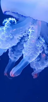 Illuminated blue jellyfish swimming gracefully