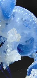 Blue jellyfish floating gracefully underwater.