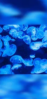 Vibrant blue jellyfish swim gracefully in a mesmerizing underwater scene.