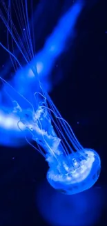 Glowing blue jellyfish in dark ocean background