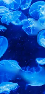 Vibrant blue jellyfish gracefully floating.