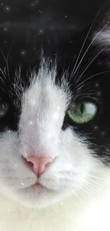 Close-up of a cat with green eyes and black and white fur.