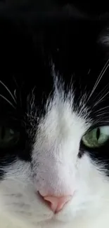 Close-up of cat's face with striking eyes.