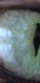 Close-up of a vibrant cat eye with green hues.