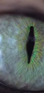 Close-up of a vibrant green feline eye with intricate details.