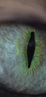 Close-up of a green cat eye, showcasing its intricate details and vibrant color.