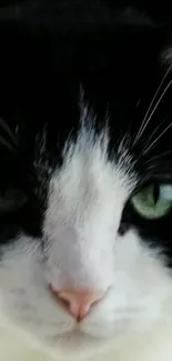 Close-up of a cat's face with striking green eyes for mobile wallpaper.