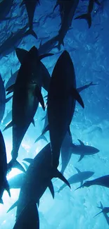 Silhouettes of fish swimming in a vibrant blue ocean.