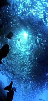 Swirling blue fish swarm underwater wallpaper.