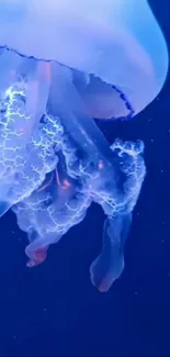 Jellyfish with a glowing blue outline against a deep blue background.