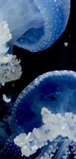 Close-up of graceful blue jellyfish in a dark ocean setting.
