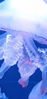 Mesmerizing blue jellyfish floating gracefully in the deep sea.