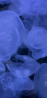 Blue glowing jellyfish in serene ocean wallpaper scene.