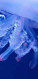 Blue jellyfish with glowing tendrils against a dark ocean background.