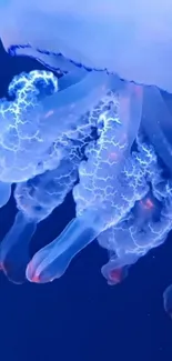 Glowing jellyfish in blue ocean wallpaper, perfect for mobile backgrounds.