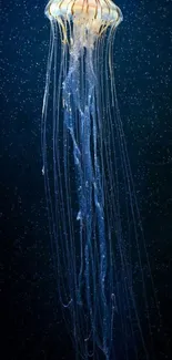 Glowing jellyfish in a deep blue ocean wallpaper.