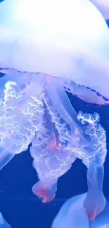 Glowing jellyfish in blue waters, mobile wallpaper.