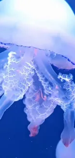 Glowing jellyfish in aquarium with soft blue and purple hues.