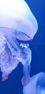 Glowing jellyfish illuminated in deep blue water.