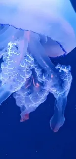 Glowing jellyfish in deep blue sea background.