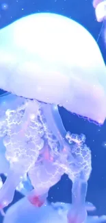 Blue glowing jellyfish with soft light in ocean wallpaper.