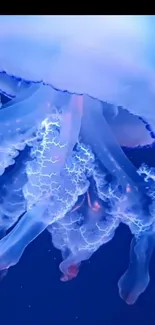 Jellyfish glowing in vibrant blue underwater.