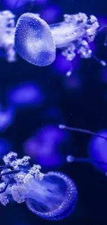 Jellyfish glowing in a deep blue underwater scene.