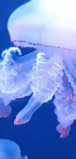 Mesmerizing jellyfish glowing underwater against a deep blue background.