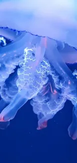 Luminous jellyfish glowing in deep blue ocean wallpaper.