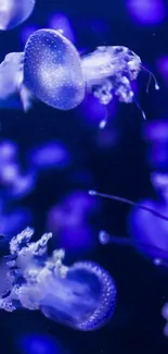 Blue jellyfish gracefully swimming underwater.