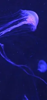 Jellyfish gracefully floats in a deep blue ocean background.