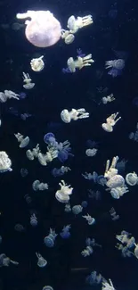 Jellyfish floating gracefully against a dark blue ocean background.