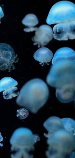 Blue jellyfish gracefully swimming in a dark aquatic background.