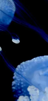 Jellyfish swimming in a dark, serene ocean scene, showcasing blue hues.