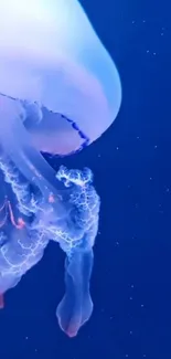 A beautiful jellyfish floating in deep blue ocean waters.