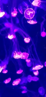 Mesmerizing pink jellyfish in a deep blue ocean scene.