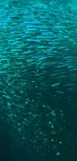 Swirling school of fish in teal ocean colors forming a mesmerizing pattern.