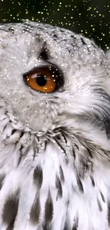 Mesmerizing close-up of owl with striking orange eye and rich feather textures.