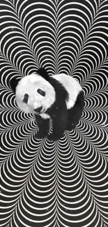 Black and white panda with hypnotic optical illusion background.