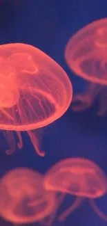 Glowing pink jellyfish against a dark blue background.