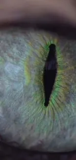 Close-up of a vibrant reptile eye with green hues and detailed texture.