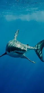 Shark swimming in clear blue ocean wallpaper.