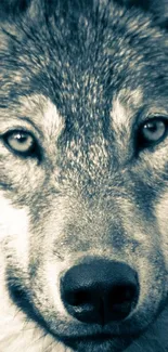 Close-up of wolf's face, showcasing fierce gaze.