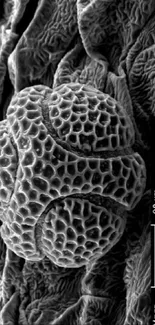 Black and white microscopic view of passiflora pollen with intricate textures.