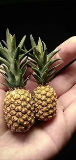 Hand holding two mini pineapples against dark background.