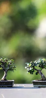 Twin bonsai trees on a serene green background.